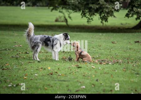 Dreifarbige Border Collie Freundschaften mit kleinen Hund, Abington Park, Northampton, England, Großbritannien. Stockfoto