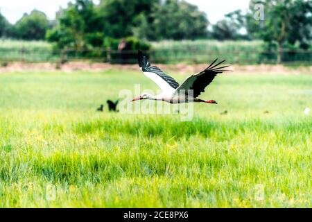 Anmutiger Storch, der über grünes Feld im Parc Natural fliegt Dels Aiguamolls de l Emporda in Katalonien Stockfoto