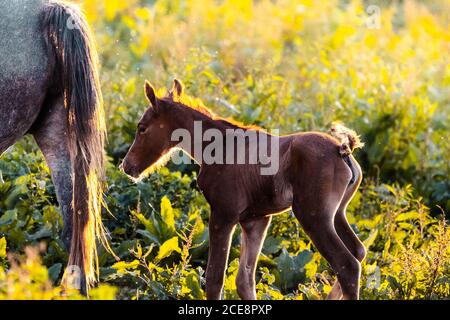 Weißes Pferd mit Fohlen auf der Natur wandern Stockfoto