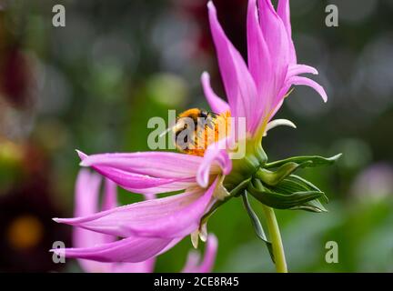 Eine einzelne rosa Dahlie, mit einer Biene, die sich am Nektar ernährt Stockfoto