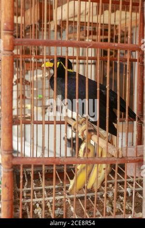 Der gemeine Hügel myna, Gracula religiosa in einem Käfig. Allein Vogel in einem Käfig. Hill myna spricht Vogel Stockfoto