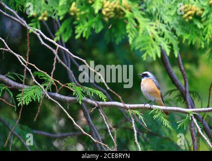 Gewöhnlicher Rottenstart (Phoenicurus phoenicurus) auf dem Zweig Stockfoto