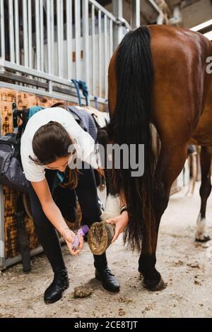 Weibliche Jockey in Uniform stehen im Stall und kümmern Des Pferdes beim Hufreinigen mit Werkzeug Stockfoto