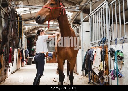 Von unten Seitenansicht des weiblichen Reitpferdes im Stall stehend Und Pflege Kastanienpferd mit Pinsel Stockfoto