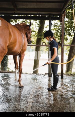 Seitenansicht der jungen weiblichen Jockey in Reitstiefeln und hut steht im Stall und waschen Pferd aus Schlauch Stockfoto