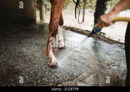 Abgeschnittene Ansicht des nicht erkennbaren Jockeys in Reitstiefeln und Hut Im Stall stehen und Pferd vom Schlauch waschen Stockfoto