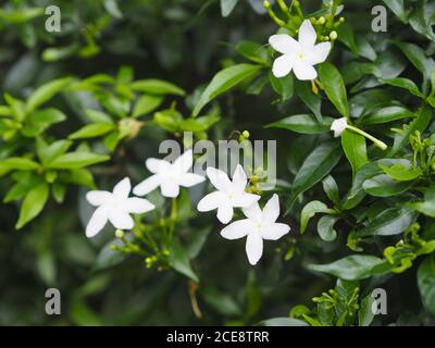 Gardenia, Rubiaceae kleine Stauden Blätter sind runde, ovale, spitze Blätter, einzelne Blüten aus der Spitze oder dem Ende des Astes. Blüten sind Fra Stockfoto