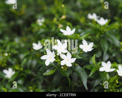 Gardenia, Rubiaceae kleine Stauden Blätter sind runde, ovale, spitze Blätter, einzelne Blüten aus der Spitze oder dem Ende des Astes. Blüten sind Fra Stockfoto