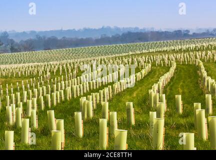 Eine Baumpflanzaktion Schema in der National Forest. Stockfoto