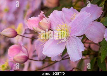 Eine große Clematis montana in voller Blüte. Stockfoto