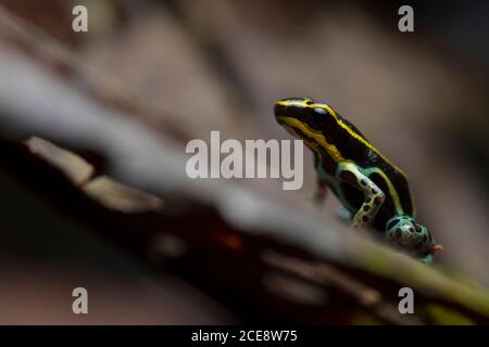 Nahaufnahme von kleinen Netzgiftfrosch oder Ranitomeya ventrimaculata mit Gelbe Linien auf dem Rücken aus Südamerika sitzen in Natur Stockfoto