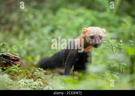 Nahaufnahme von Tayra oder Eira barbara Allesfresser aus Wiesel Familie im Wald Stockfoto