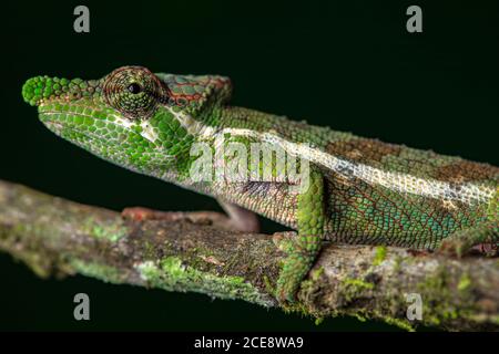 Seitenansicht Nahaufnahme von erstaunlichen Chamäleon sitzen auf moosigen Zweig auf schwarzem Hintergrund. Calumma fallax Stockfoto
