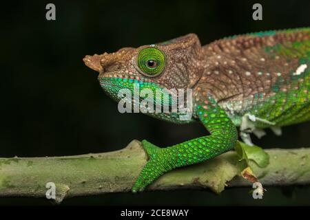 Seitenansicht Nahaufnahme von erstaunlichen Chamäleon auf Zweig auf schwarzem Hintergrund sitzen. Calumma oushaughessyi Stockfoto