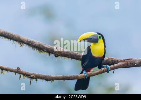 Wunderschöner Tukan, der auf einem Baum sitzt Stockfoto