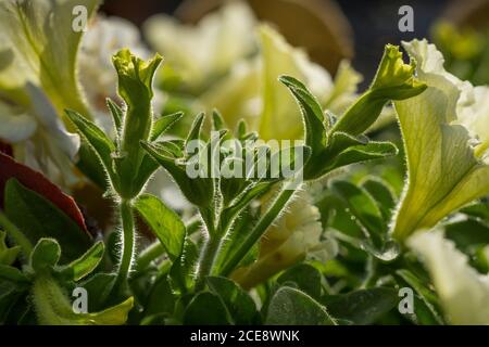 Trichome auf Petunia Surfinia. Stockfoto