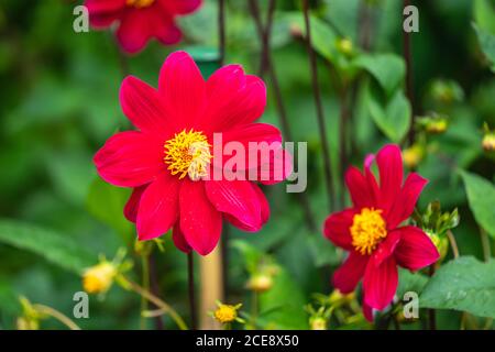 Cosmos bipinnatus, gemeinhin als Garten Kosmos oder mexikanischen Aster ist eine mittelgroße blühende krautige Pflanze aus Amerika Stockfoto