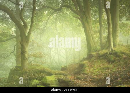 Neblige Bedingungen im Otley Chevin Forest Park schaffen eine wunderschöne Tiefe unter den alten Bäumen im Frühherbst. Stockfoto