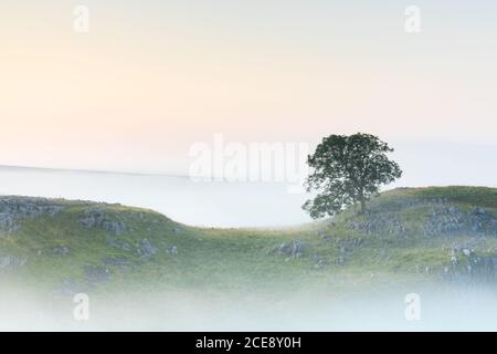 Ein einsamer Baum sitzt auf Kalkstein Bürgersteig vor einem nebligen Temperaturinversion in Malham Lings auf einer vollkommen ruhig Sommermorgen in den Yorkshire Dales. Stockfoto