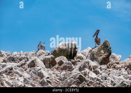 Ein Pelikan beobachtet zwei Pinguine, die sich ihm auf den Ballestas-Inseln nähern. Stockfoto