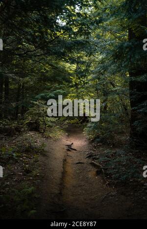 Naturlandschaft mit schmalem Weg durch üppig grüne Büsche Und hohe Bäume im Algonquin Provincial Park in Kanada Stockfoto