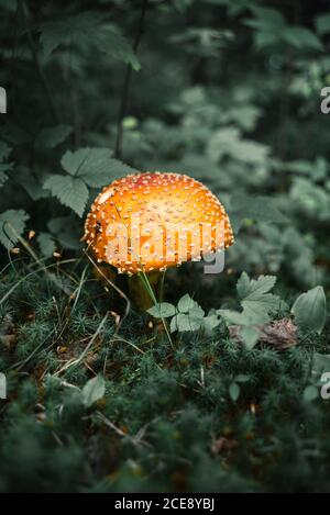 Einfach wachsender Amanita-Pilz mit lebhafter oranger Kappe in weiß Punkte im Grünen in New Brunswick Stockfoto