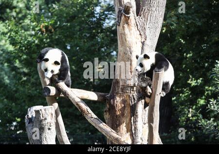 Berlin, Deutschland. August 2020. Die Riesenpanda-Zwillinge Meng Xiang und Meng Yuan sind am 31. August 2020 im Berliner Zoo in Berlin, der Hauptstadt Deutschlands, zu sehen. Die beiden riesigen Panda-Zwillinge Meng Xiang und Meng Yuan, die ersten Zwillingsgiganten der Welt, die in Deutschland geboren wurden, feierten am Montag im Zoo ihren ersten Geburtstag. (Xinhua/Shan Yuqi) Quelle: Xinhua/Alamy Live News Stockfoto