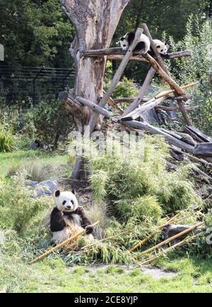 Berlin, Deutschland. August 2020. Die Riesenpanda-Zwillinge Meng Xiang und Meng Yuan (oben) und ihre Mutter Meng Meng (unten) sind am 31. August 2020 im Berliner Zoo in Berlin, der Hauptstadt Deutschlands, zu sehen. Die beiden riesigen Panda-Zwillinge Meng Xiang und Meng Yuan, die ersten Zwillingsgiganten der Welt, die in Deutschland geboren wurden, feierten am Montag im Zoo ihren ersten Geburtstag. (Xinhua/Shan Yuqi) Quelle: Xinhua/Alamy Live News Stockfoto