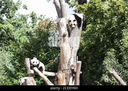 Berlin, Deutschland. August 2020. Die Riesenpanda-Zwillinge Meng Xiang und Meng Yuan sind am 31. August 2020 im Berliner Zoo in Berlin, der Hauptstadt Deutschlands, zu sehen. Die beiden riesigen Panda-Zwillinge Meng Xiang und Meng Yuan, die ersten Zwillingsgiganten der Welt, die in Deutschland geboren wurden, feierten am Montag im Zoo ihren ersten Geburtstag. (Xinhua/Shan Yuqi) Quelle: Xinhua/Alamy Live News Stockfoto