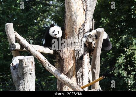 Berlin, Deutschland. August 2020. Die Riesenpanda-Zwillinge Meng Xiang und Meng Yuan sind am 31. August 2020 im Berliner Zoo in Berlin, der Hauptstadt Deutschlands, zu sehen. Die beiden riesigen Panda-Zwillinge Meng Xiang und Meng Yuan, die ersten Zwillingsgiganten der Welt, die in Deutschland geboren wurden, feierten am Montag im Zoo ihren ersten Geburtstag. (Xinhua/Shan Yuqi) Quelle: Xinhua/Alamy Live News Stockfoto