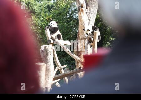 Berlin, Deutschland. August 2020. Die Riesenpanda-Zwillinge Meng Xiang und Meng Yuan sind am 31. August 2020 im Berliner Zoo in Berlin, der Hauptstadt Deutschlands, zu sehen. Die beiden riesigen Panda-Zwillinge Meng Xiang und Meng Yuan, die ersten Zwillingsgiganten der Welt, die in Deutschland geboren wurden, feierten am Montag im Zoo ihren ersten Geburtstag. (Xinhua/Shan Yuqi) Quelle: Xinhua/Alamy Live News Stockfoto