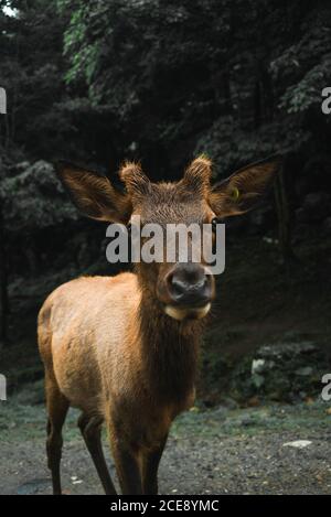 Junger Hirsch mit kleinem Geweih, der im Wald steht Bewölktem Tag und Blick auf die Kamera Stockfoto