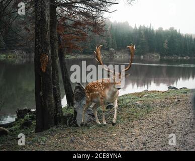 Wild gefleckte Hirsche mit Geweih weiden in Wäldern in der Nähe Teich Am bewölkten Tag Stockfoto