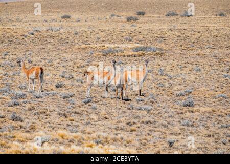 Guanacos starren auf die Kamera. Stockfoto