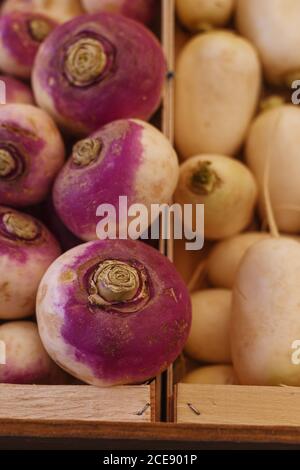 Hoher Winkel von nahrhaften Rüben und weißen Rettich in platziert Holzkisten auf dem Marktplatz Stockfoto