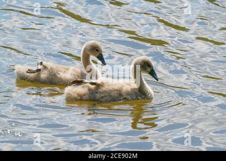 Tow Cygnets schwimmen eng zusammen, beide mit einem Bein oder Wasser Stockfoto