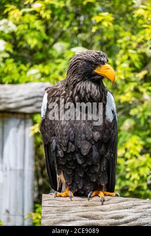 Steller Seeadler mit der Hauptrolle an der Seite. Stockfoto