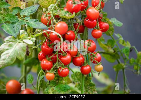 Kirschtomaten auf Zweig. Bio Bio rote Tomaten. Stockfoto