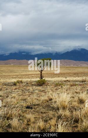 Malerischer Blick auf einsamen grünen Baum, der auf trockener Wiese wächst Auf dem Hintergrund der Gebirgskette an bewölktem Tag in den USA Stockfoto