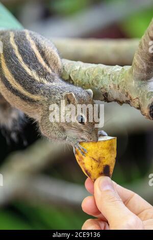 Sri Lanka, Waduwa, Leben Ayurveda Resort. Palmenhörnchen (Funambulus palmarum). Stockfoto