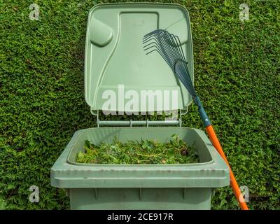 Ein offener grüner Papierkorb, voller Ausschnitte aus der Nadelbaumhecke dahinter, mit einem Rasenrechen, der sich gegen den Steineimer lehnt. Stockfoto