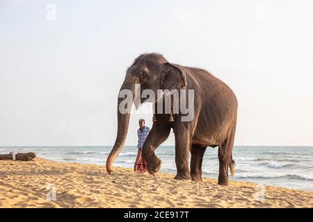 Sri Lanka, Waduwa, Leben Ayurveda Resort. Elefant am Strand mit Mahout. Stockfoto
