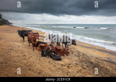 Sri Lanka, Waduwa, Leben Ayurveda Resort. Kühe am Strand. Stockfoto