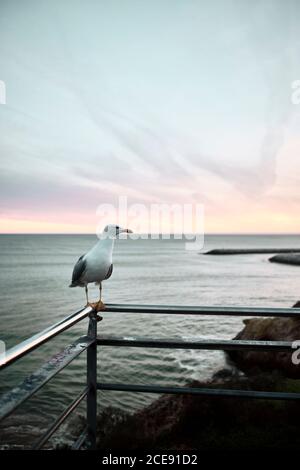 Böse Möwe auf der Suche nach Nahrung an der Algarve Küste in Portugal. Stockfoto