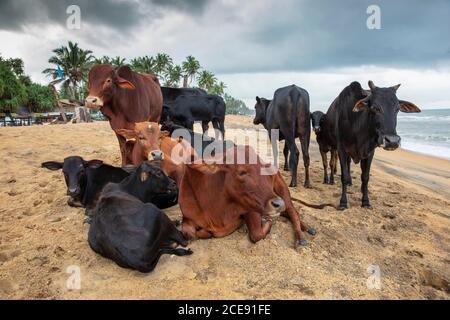 Sri Lanka, Waduwa, Leben Ayurveda Resort. Kühe am Strand. Stockfoto