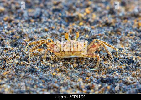 Sri Lanka, Waduwa, Leben Ayurveda Resort. Krabben am Strand. Stockfoto