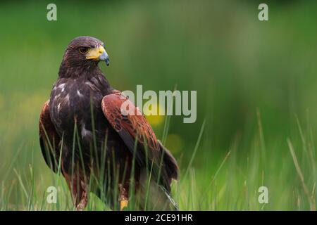 Ein Harris Hawk stand im langen Gras. Stockfoto