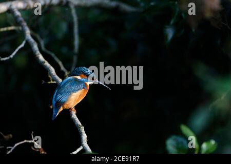 Ein Eisvogel, der auf einem kleinen Ast thront. Stockfoto