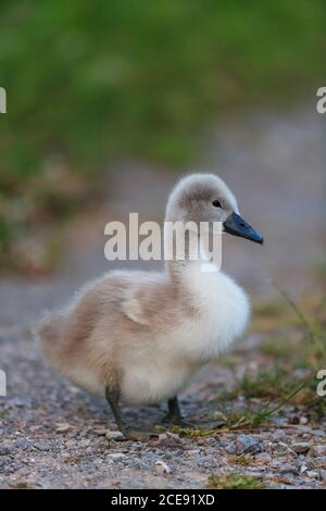 Ein Porträt eines jungen Cygnet Mute Swan. Stockfoto