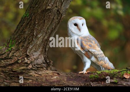 Eine Scheune Eule thront auf dem Ast eines großen Baumes. Stockfoto